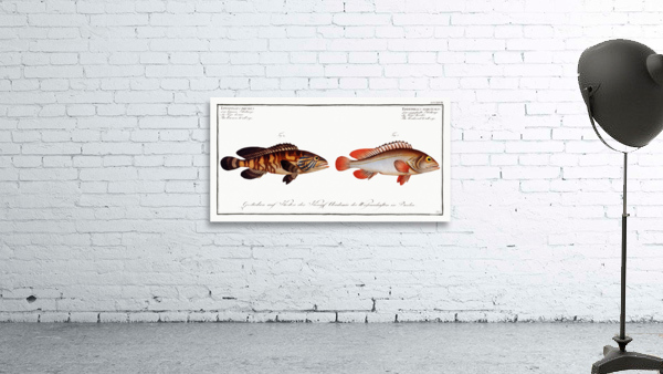 1. Bordered Wall-eye Epinephelus marginalis 2. Brown Wall-eye Epinephelus bruneus Wall Preview