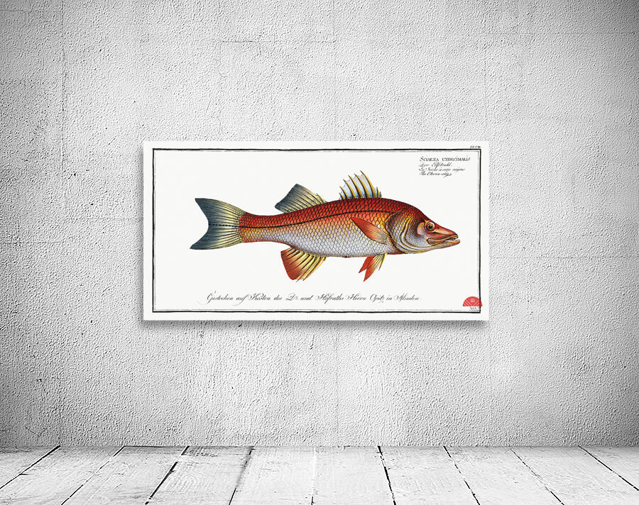 Eleven-ray Sciaena undecimalis Wall Preview