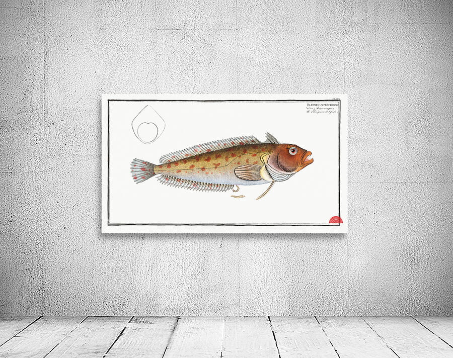 Blennius superciliosus Wall Preview