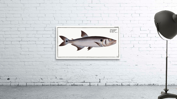 Sickle-Salmon Salmo falcatus Wall Preview