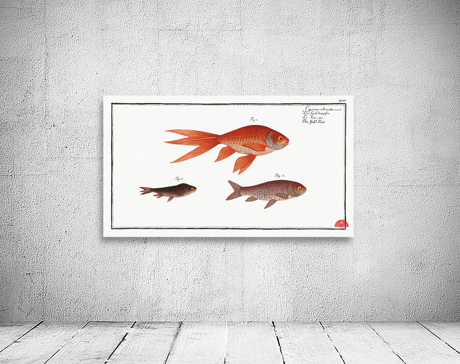Gold-Fish Cyprinus Auratus Wall Preview