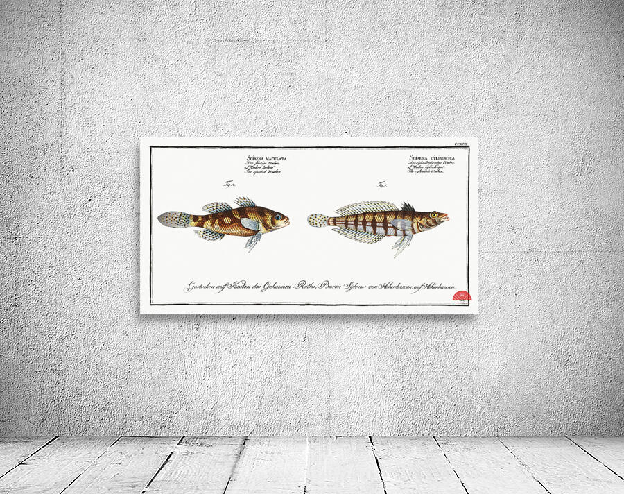 1. Cylindric Umber Sciaena cylindrica 2. Spotted Umber Sciaena maculata Wall Preview