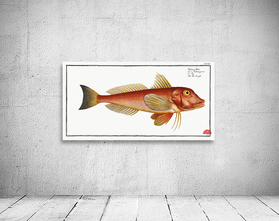 Pine-bough Trigla Pini Wall Preview