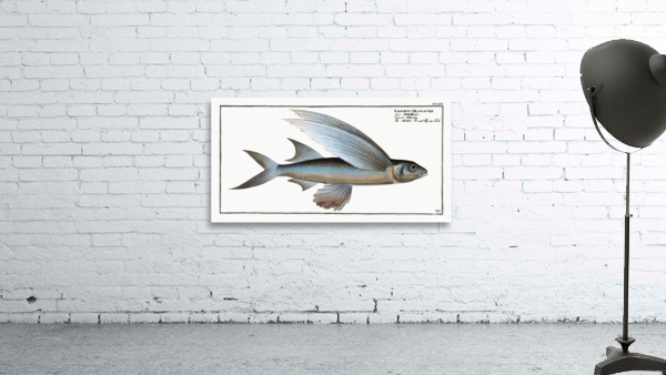 Middle-Pinned Flying-Fish Exocoetus Mesogaster Wall Preview