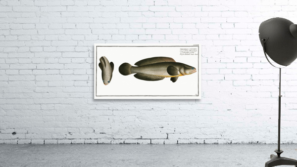 Punctulated Snake-head Ophicephalus punctatus Wall Preview