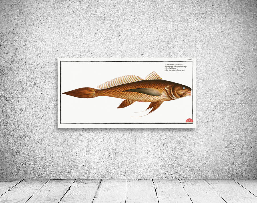 Bearded Lancet-tail Lonchurus barbatus Wall Preview