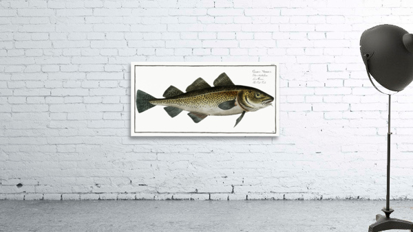 Cod Fish Gadus Morhua Wall Preview