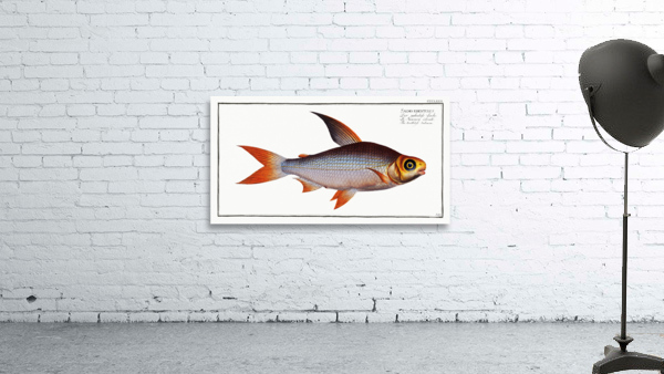 Toothless Salmon Salmo edentulus Wall Preview