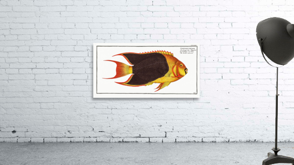 Treble-coloured Chaetodon tricolor Wall Preview