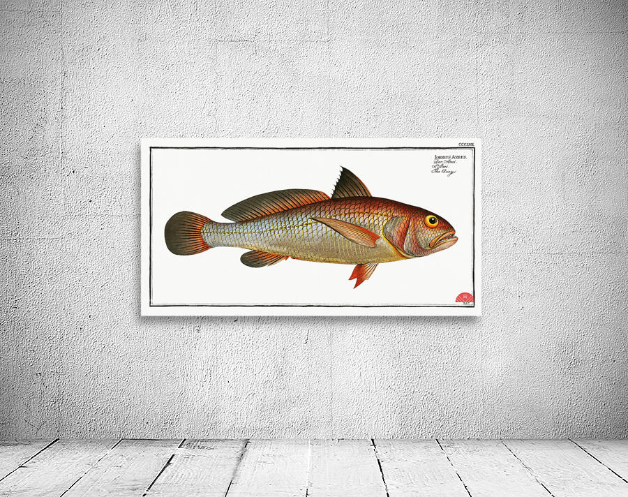 Aney Johnius Aneus Wall Preview