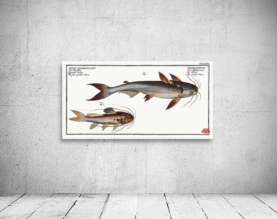 1. Knotty Silure Silurus Nodosus 2. Four spotted Silure Silurus Quadrimaculatus Wall Preview