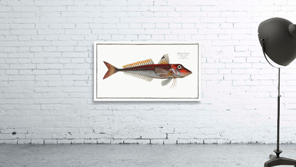 Red Gurnard Trigla Cuculus Wall Preview