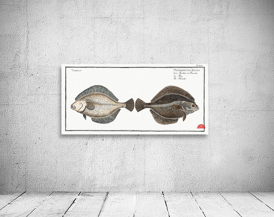 Flounder Pleuronectes Flesus Wall Preview