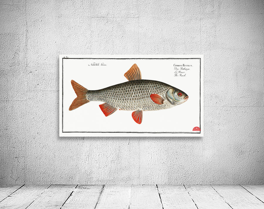 Roach Cyprinus Rutilus Wall Preview