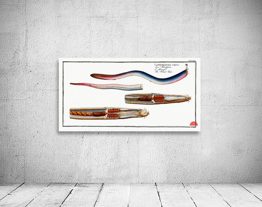 Blind-Fish Gastrobranchus coecus Wall Preview