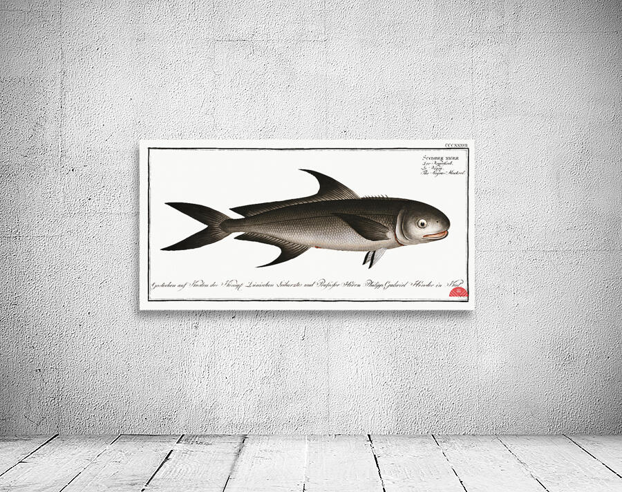 Negro-Mackrel Scomber niger Wall Preview