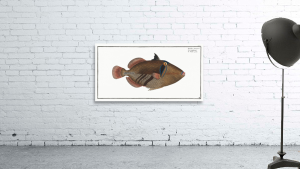 Balstes aculeatus Wall Preview