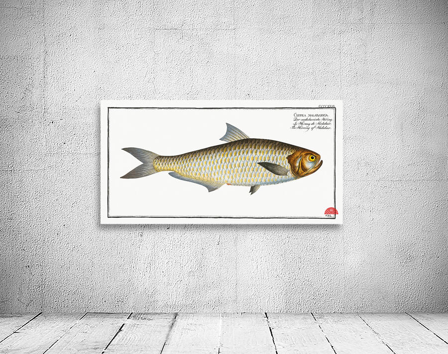 Herring of Malabar Clupea malabarica Wall Preview