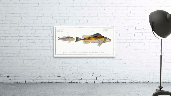 1. Schratser Gymnocephalus Schratser 2. Siver-Bald Gymnocephalus argenteus Wall Preview