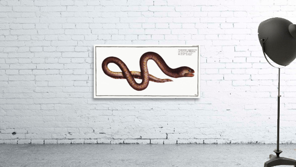 Marble Synbrant Synbranchus marmoratus Wall Preview