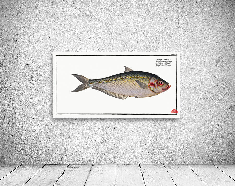 Africain Herring Clupea africana Wall Preview