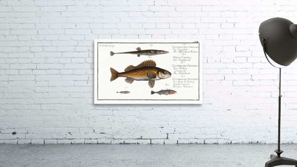 1. Fifteen-Spined Stickleback Gasterosteus Spinachia 2. Ruffe Perca Cernua 3. Stickleback Gasterosteus Aculeatus 4. lesser Stickleback Gasterosteus Pungitius Wall Preview