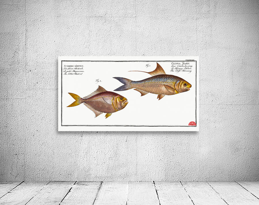 1. Nose-Herring Clupea Nasus 2. Little Mackrel Scomber minutus Wall Preview