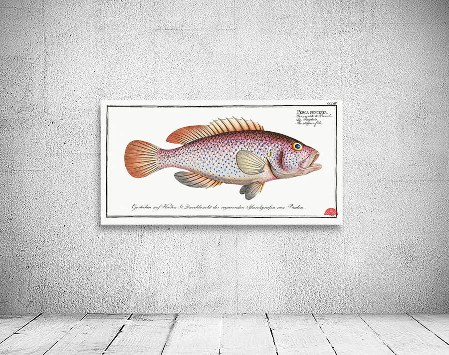 Negro-fish Perca punctata Wall Preview