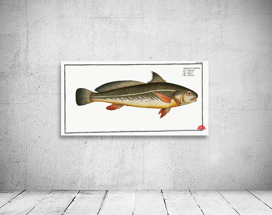 Karutt Johnius Carutta Wall Preview