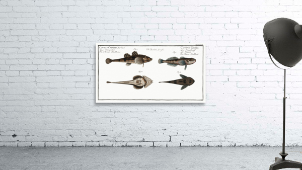 1. 2. River Bullhead Cottus Gobio 3. 4. Armed Bullhead Cottus Cataphractus Wall Preview
