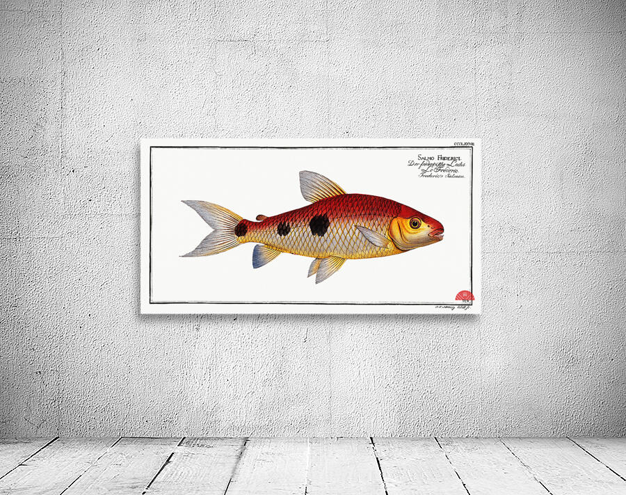 Frederics Salmon Salmo Friderici Wall Preview