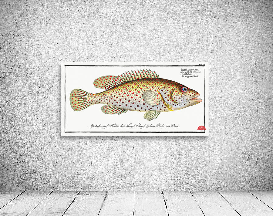 Dropped Perch Perca maculata Wall Preview