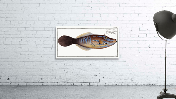 Smooth old Wife Balistes laevis Wall Preview