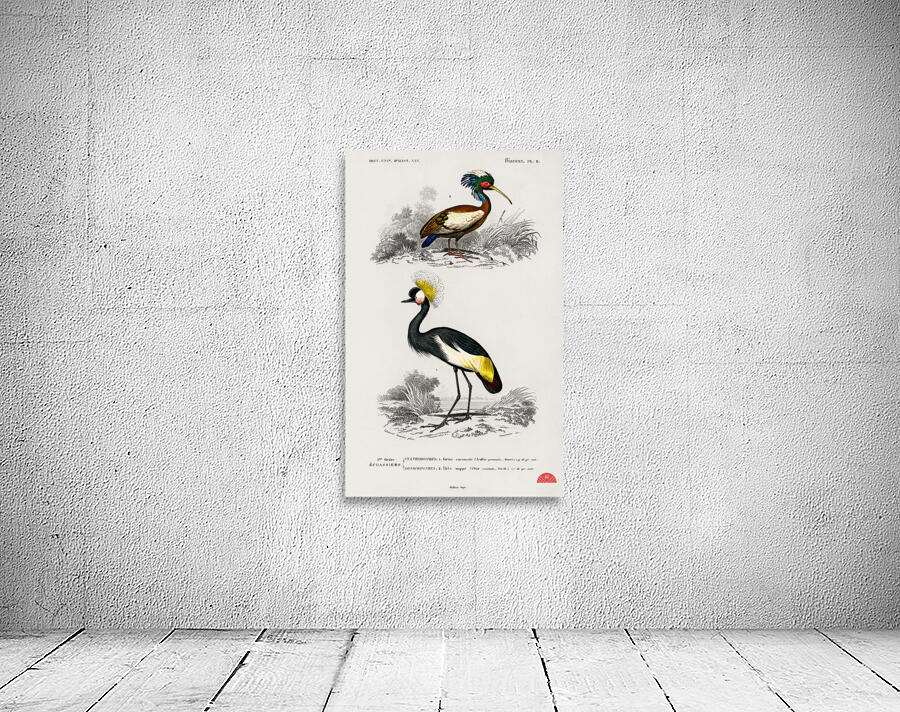 Different types of birds Wall Preview