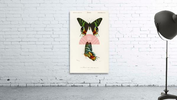 Madagascan Sunset Moth Urania Riphaeus Wall Preview