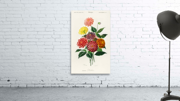 Dahlia Wall Preview
