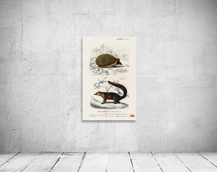 European Hedgehog Erinaceus Europaeus and Common Treeshrew Tupaia Glis Wall Preview