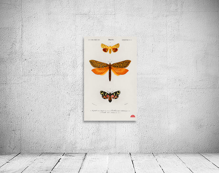 Different types of moths Wall Preview