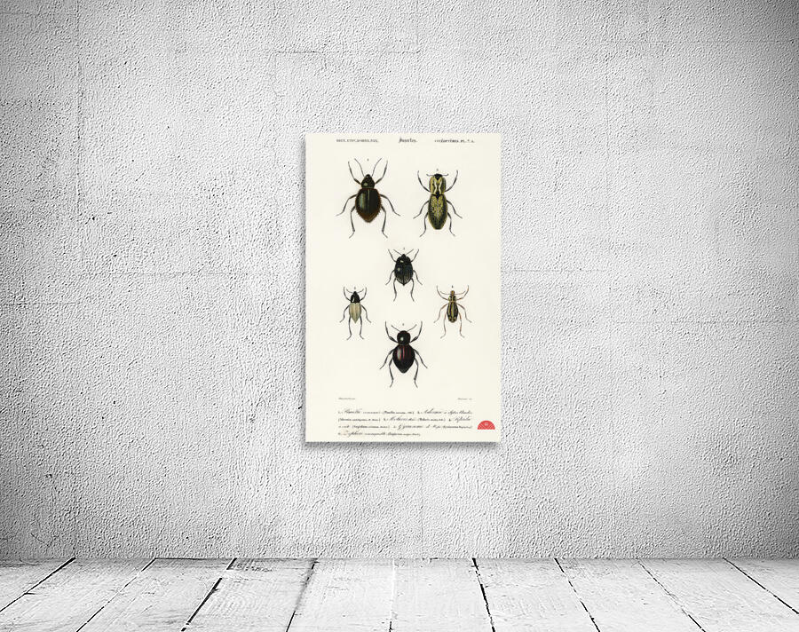 Different types of beetles Wall Preview