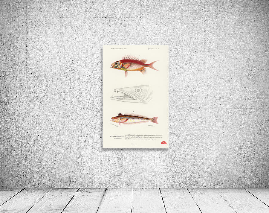 Different types of fishes Wall Preview