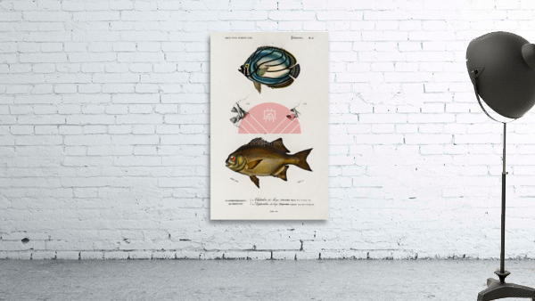Different types of fishes Wall Preview