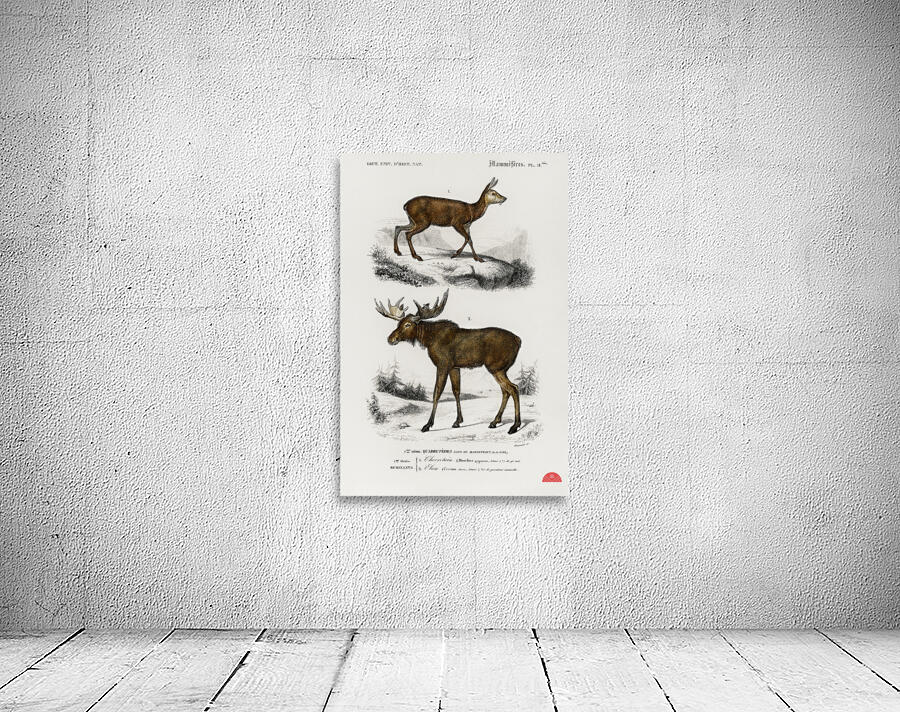 Different types of insects Wall Preview