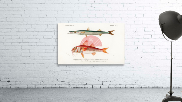 Different types of fishes Wall Preview