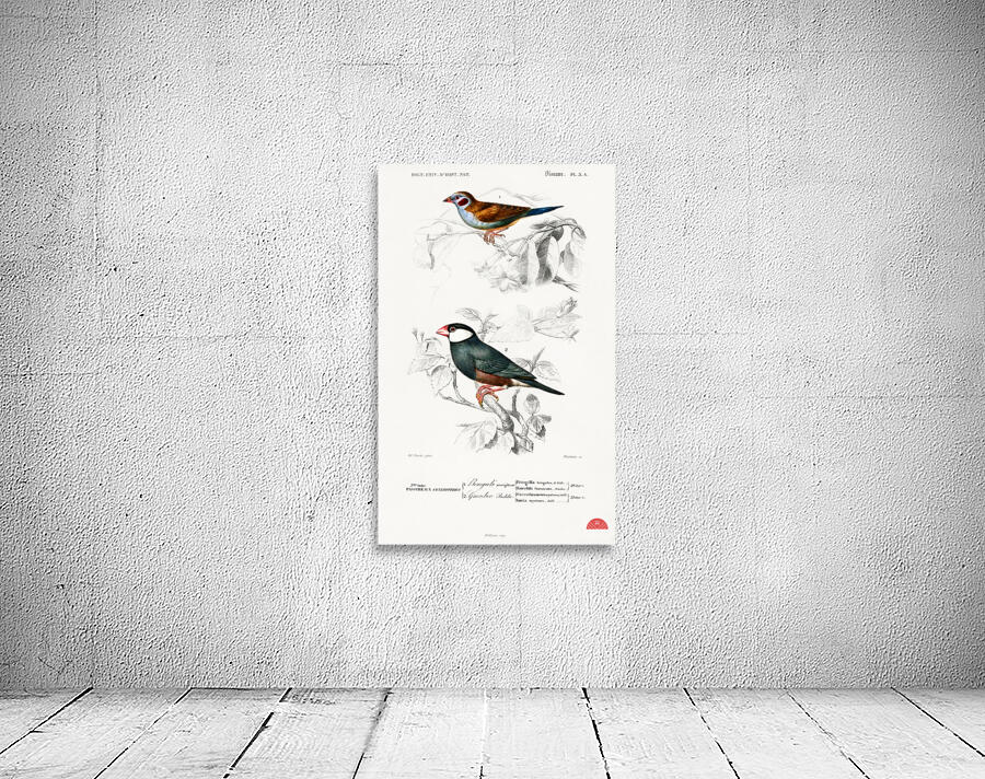 Red-cheeked Cordonbleu Uraeginthus Bengalus and Java Sparrow Lonchura Oryzivora Wall Preview