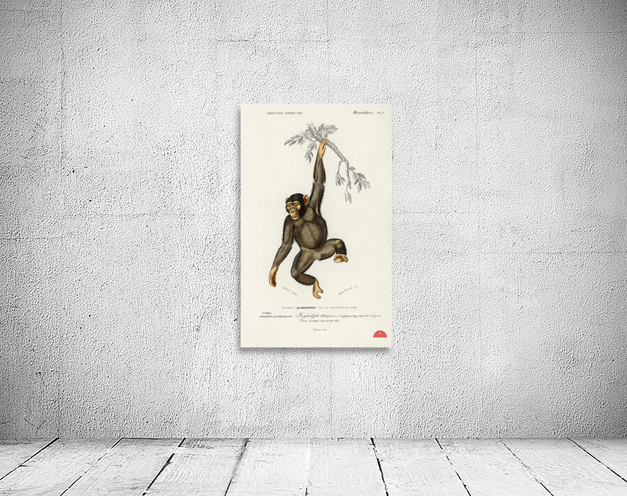 Vintage monkey poster Wall Preview