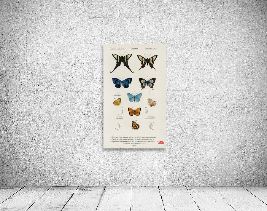 Different types of wasps Wall Preview