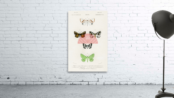Collection of moths Wall Preview