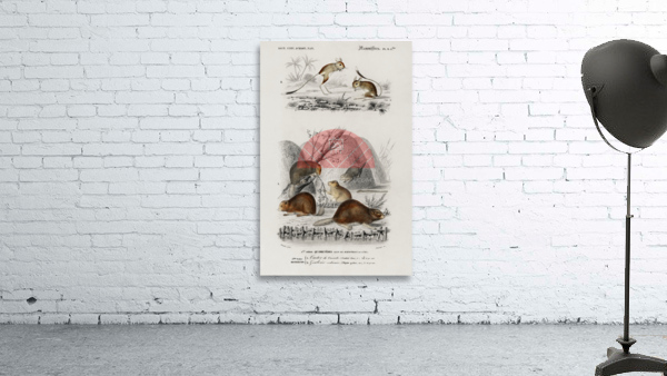 Beaver Castor and Jerboa Dipus Wall Preview