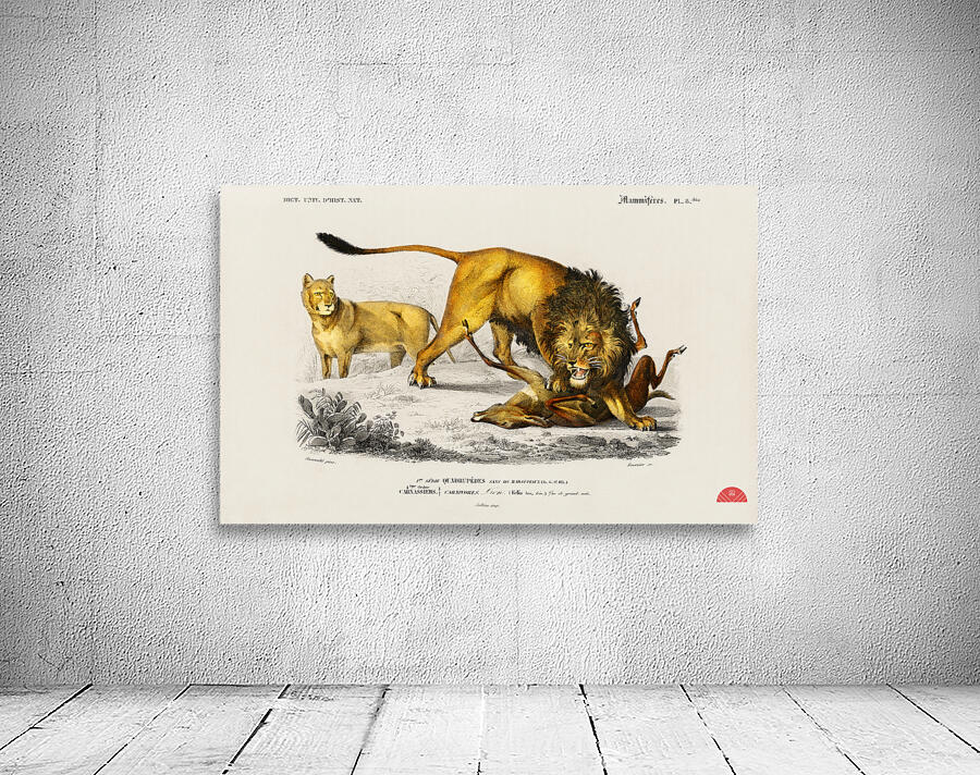 Lion Panthera Leo Wall Preview
