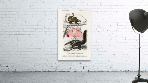 Pygmy anteater Cyclopes didactylus and Giant anteater Myrmecophaga tridactyla Wall Preview